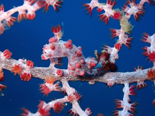 Hippocampus bargibanti