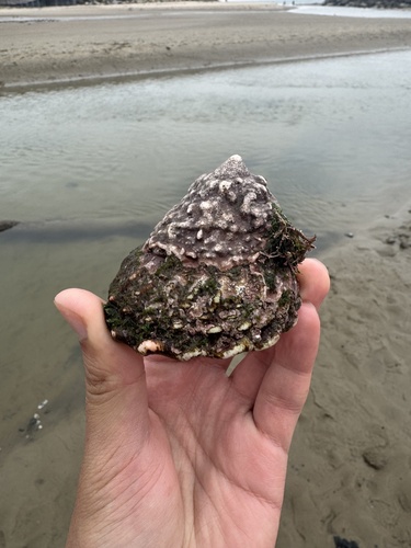iNaturalist observation photo of Wavy Turban