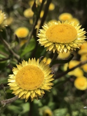 Helichrysum cooperi
