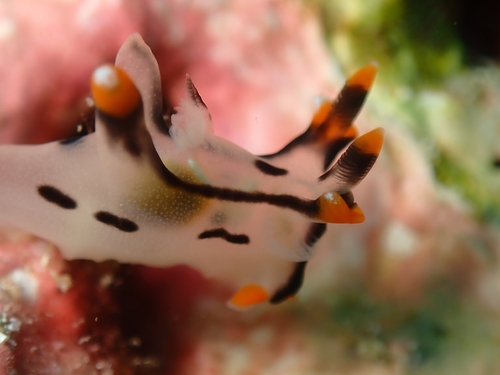 Thecacera picta