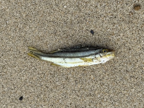 Grunter (Terapon puta) — Terapontidae