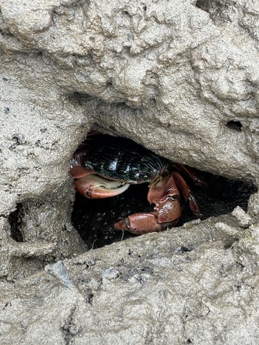 iNaturalist observation photo of Striped Shore Crab