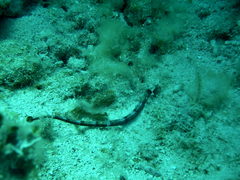 Cosmocampus albirostris