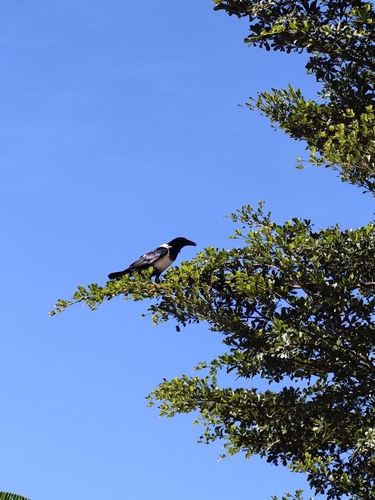 Pied Crow