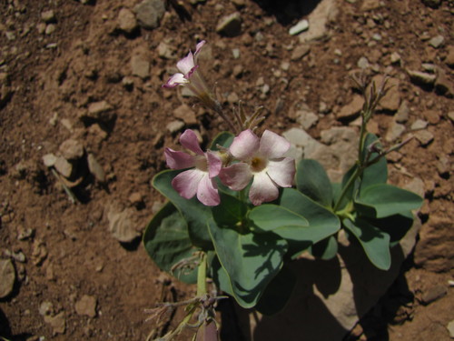 Cycladenia humilis var. jonesii
