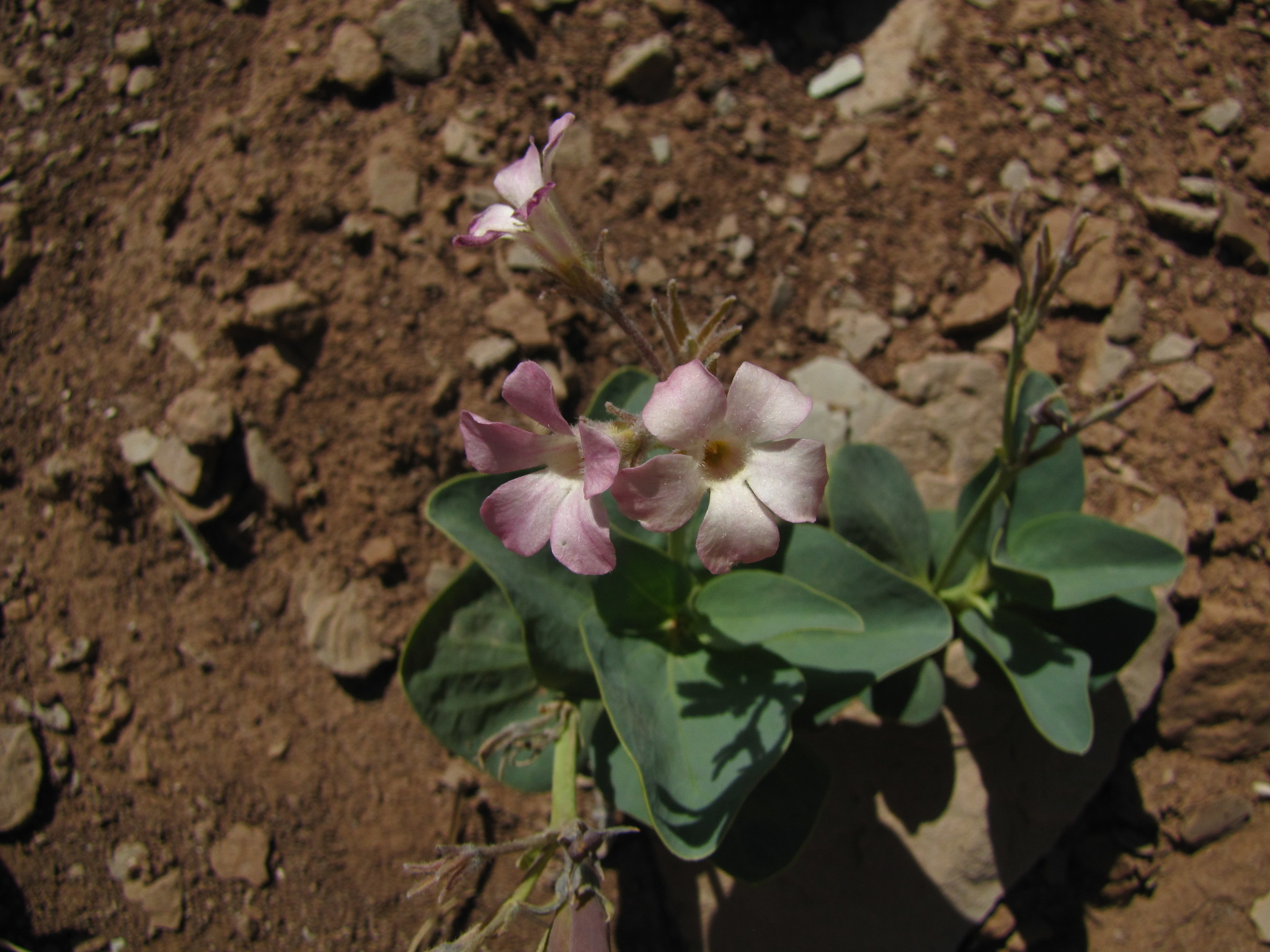 Cycladenia humilis var. jonesii