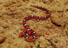Cemophora coccinea copei