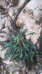 Erysimum cuspidatum