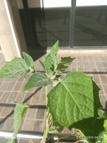 Cape gooseberry