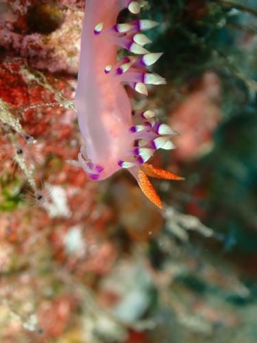 Coryphellina exoptata