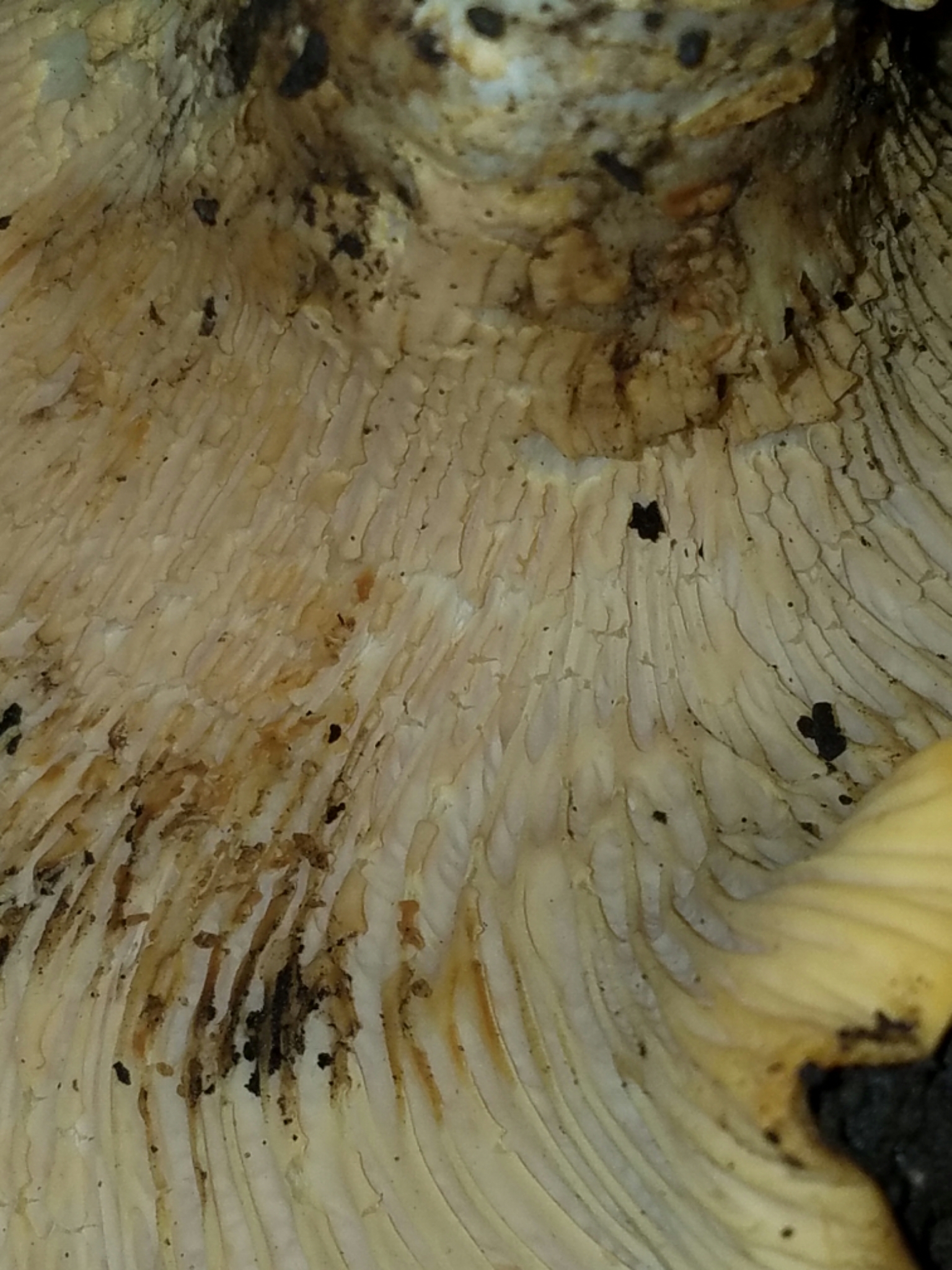 Cantharellus californicus image