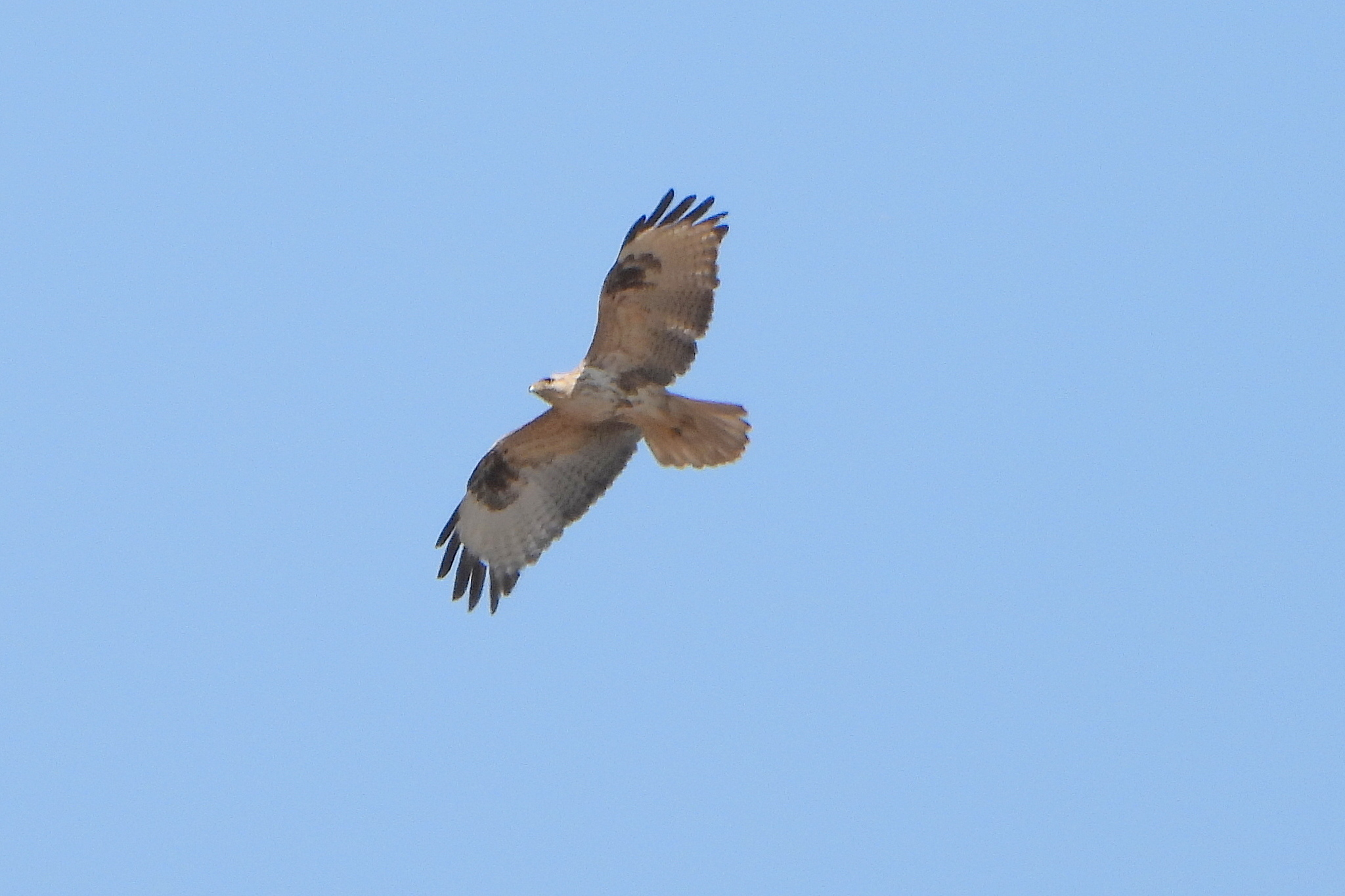 Upland Buzzard (Buteo hemilasius), photo 3