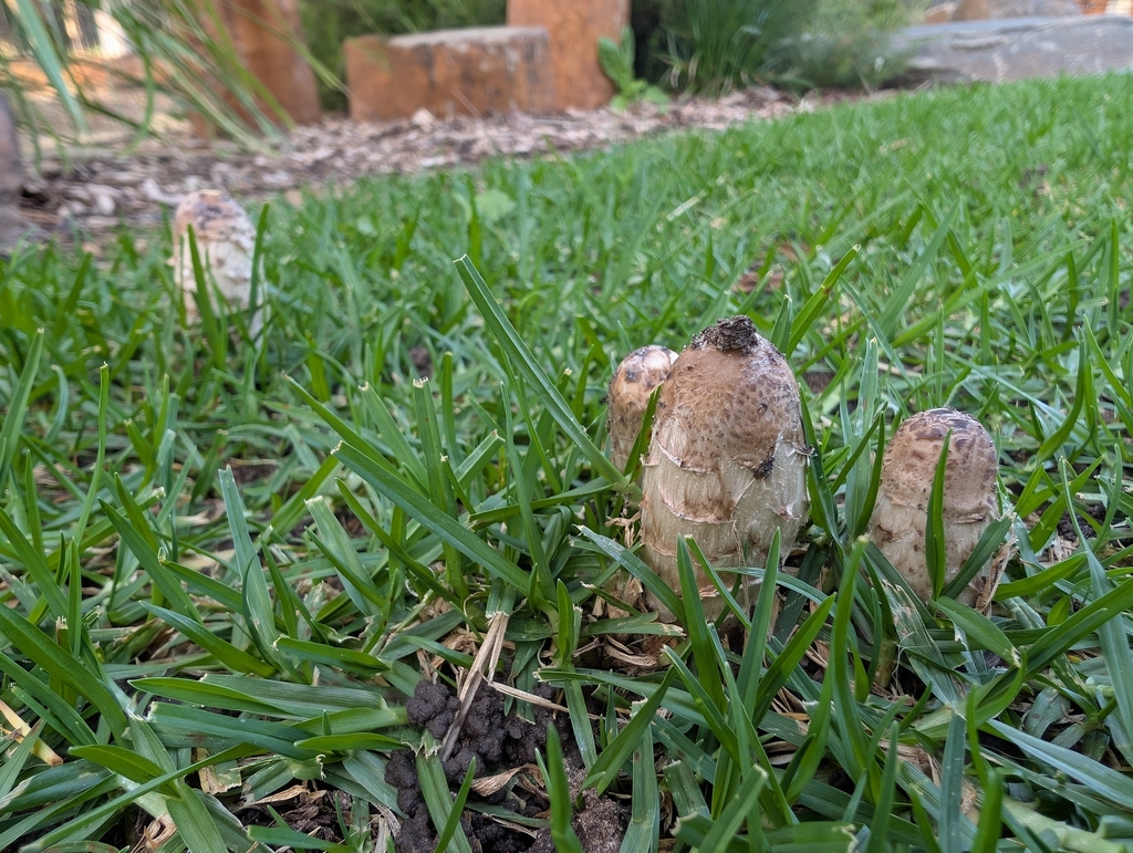 Coprinus comatus · April 2026 · photo: © cobic (iNaturalist, cc-by)