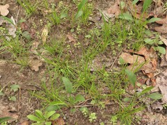 Carex umbellata