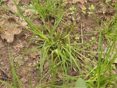 Carex umbellata
