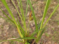Carex umbellata
