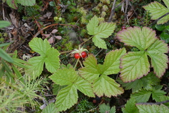 Rubus humulifolius