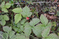 Rubus humulifolius