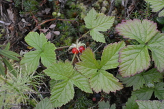 Rubus humulifolius
