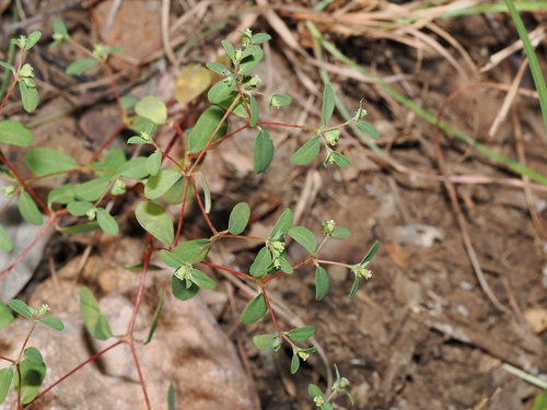 Euphorbia armstrongiana