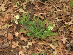 Astragalus soxmaniorum