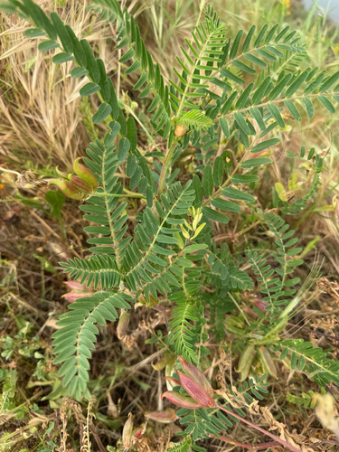 Astragalus boeticus