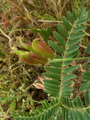 Astragalus boeticus, photograph (c) Rob Foster, some rights reserved (CC BY)