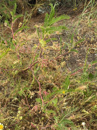 Astragalus boeticus, photograph 3