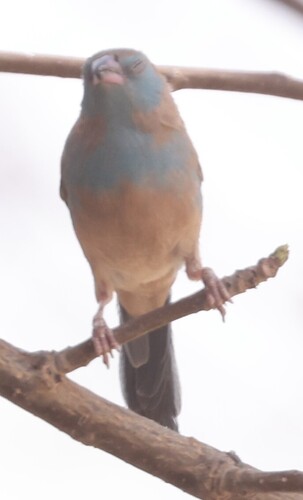 Red-cheeked Cordonbleu