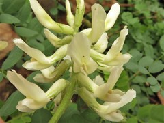 Astragalus soxmaniorum