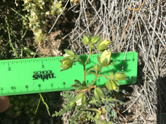 Emmenanthe penduliflora penduliflora