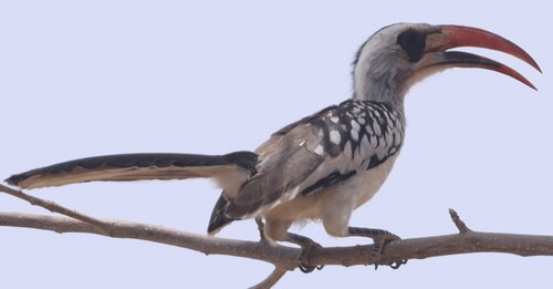 Western Red-billed Hornbill