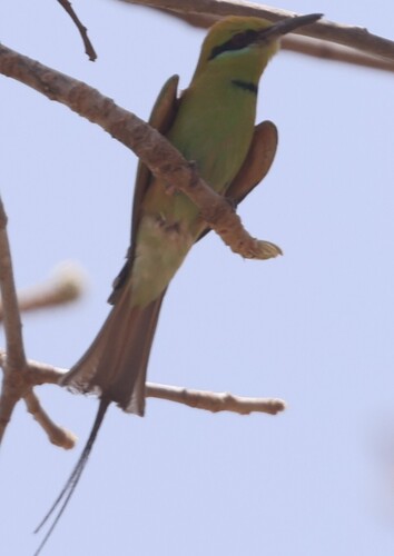 African Green Bee-eater