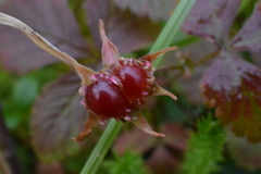 Rubus humulifolius