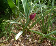Tulipa humilis