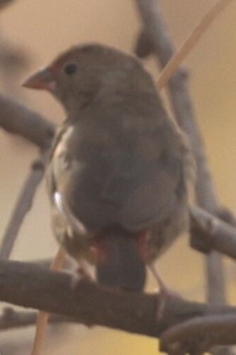 Red-billed Firefinch