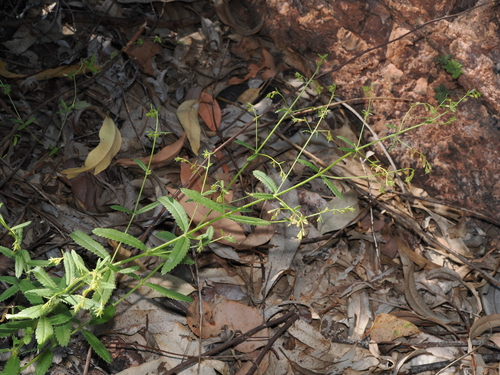 Gonocarpus leptothecus (Gonocarpus leptothecus)