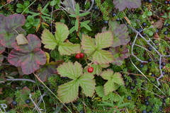 Rubus humulifolius