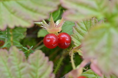 Rubus humulifolius