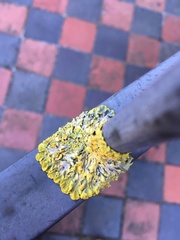 Xanthoria parietina