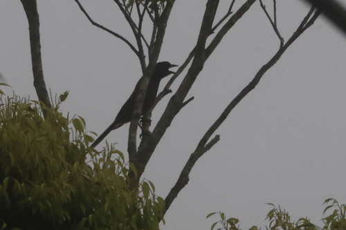 Garrulus lidthi observed 2026-04-10