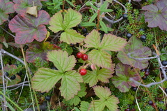 Rubus humulifolius