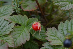 Rubus humulifolius