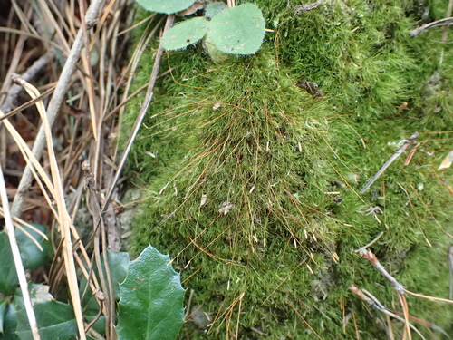 Ditrichum cylindricarpum observed 2026-03-20