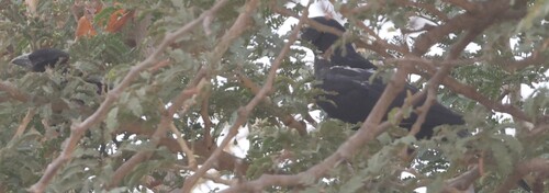 White-billed Buffalo-Weaver