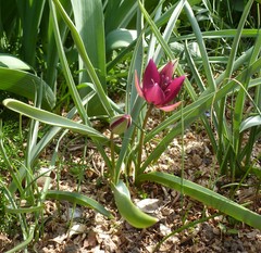 Tulipa humilis