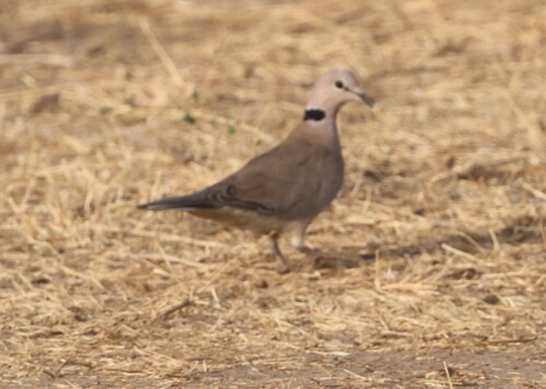 Vinaceous Dove
