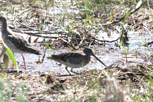 iNaturalist image