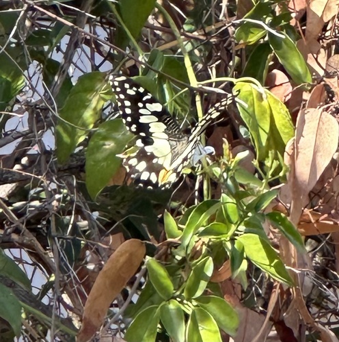 Chequered Swallowtail
