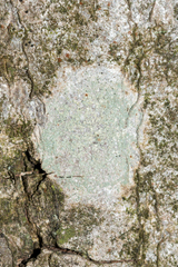 Lecanora symmicta